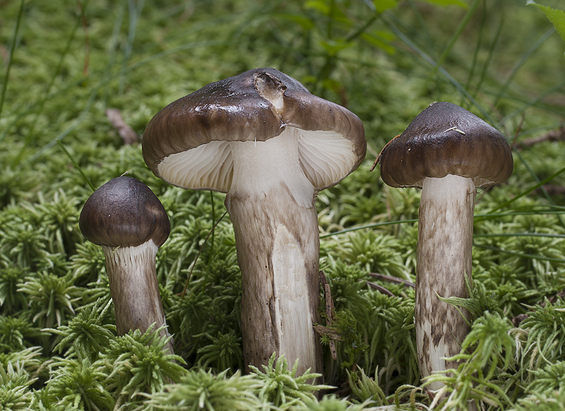 Hygrophorus olivaceoalbus